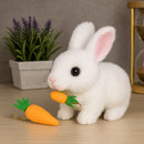 Coelho Orelhudo Realista